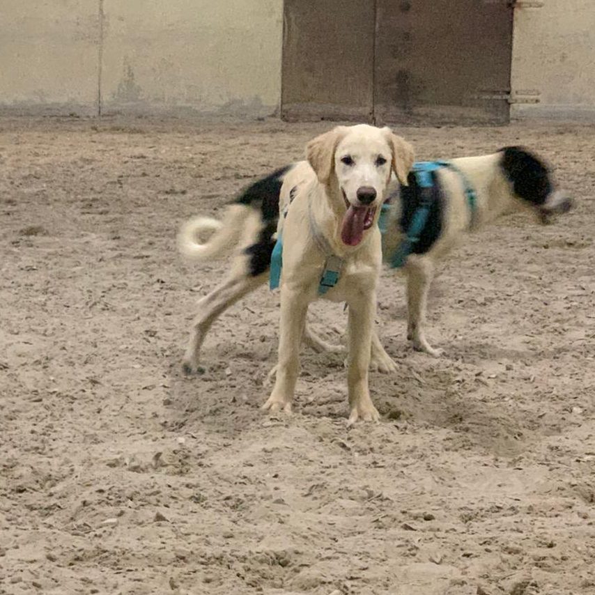 Toben in der Reithalle