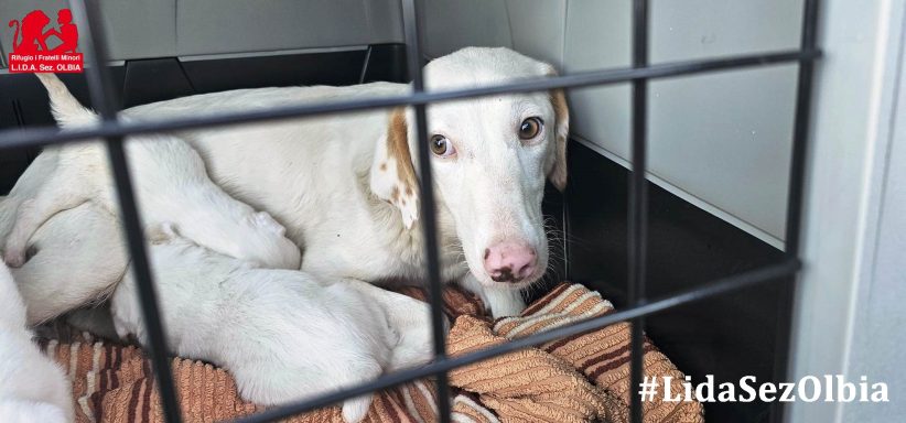 Weißer Hund mit Welpen in einem Käfig, auf einer Decke liegend.